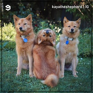 208K views · 7.7K reactions | the oddball kayatheshepherd | 9GAG | Facebook