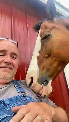 Why do horses sleep standing up#animals #why #horse #reelstrending #fbreelsvideos #viralvideo #viral #trendingreels2024 | DazzleDrive