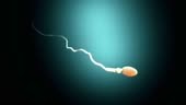 Fertilization, sperm marathon to fertilize the egg