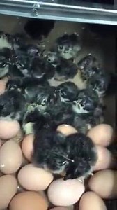 Black Australorp chicks for sale. $4/each or $3.50 on purchases over five. Farm Fresh Brown eggs, $4 doz, fertile hatching eggs non refrigerated $6 dozen. Pullets and cockerels available in the next few weeks at $7 females $4 males | Goat Daddy's Farm