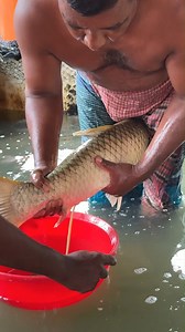 Big Grass Carp Fish Breeding #reels | Extreme Fish World