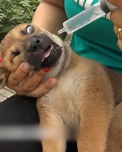Woman rescues abandoned puppy! 🐶❤️ | Handy Dandy