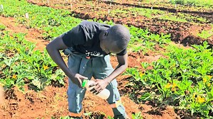 1.5K views · 70 reactions | Hello family, Have you ever seen worms in your ripe fruits? That’s fruit fly damage. The female fly lays eggs in young fruits, and as the fruit matures, the eggs hatch into worms. To control this, hang a Bactrocera trap, it attracts and kills male flies, breaking the breeding cycle. We made ours by recycling a plastic bottle and adding the bait inside. Cheap, effective, and eco-friendly! Thank you very important!. | Ken the farmer | Facebook