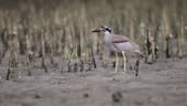 Adult Beach thick-knee or beach stone-curlew, low angle view, in...