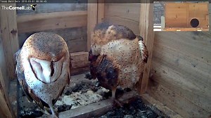 Check out the size of Dottie's wing as she preens on the #TexasBarnOwls Cam. Barn Owls have surprisingly large wings compared to their body size – an adaptation that enables them to fly slowly and quietly while scanning the ground for prey, without the need for powerful wing-strokes. Keep watching at AllAboutBirds.org/BarnOwls | Bird Cams