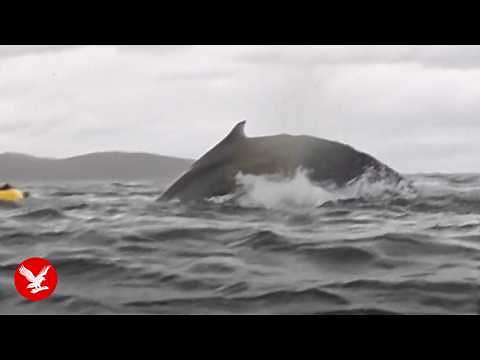 Humpback whale swallows kayaker whole - then spits him out