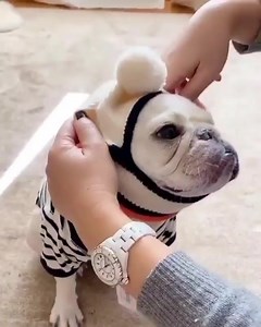 71K views · 3.6K reactions | How adorable of a model am I? 殺 Watch how mom highlights my ears ☺️ Credits: @marzipanthefrenchie | French Bulldog World | Facebook
