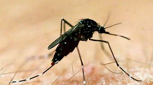 Health Expert's advice on protection against Japanese encephalitis