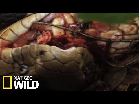 A cobra attacks a female cobra - Cobra Mafia