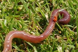 Contoh Hewan Avertebrata dan Ciri-cirinya yang Perlu Diketahui - Sonora.id