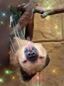 How can you be mad I haven't posted in so long with a cheeky little face like this one? 😁 | Sloth of the day