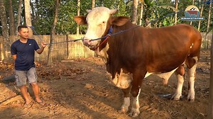 Full Review sapi Simental baru kandang Setia Farm | SETIA FARM