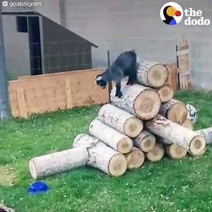 5K views · 35 reactions | Here are some jumping baby goats to get you over the hump. | Painting with a Twist | Facebook