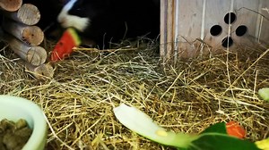 4.5K views · 2.8K reactions | Ringo and Lennon | Cavy Corner | Facebook