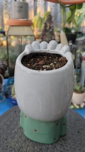 Echeveria ebony in a cute lady pot. 🌿🥰🪴💚 #bikolanahardinera #fblifestyle | Bikolanahardinera