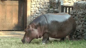 Hippopotamus Her Twin Babies: Stockvideos & Filmmaterial (100 % lizenzfrei) 3819455951 | Shutterstock