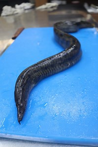 1K views · 66 reactions | Eel / Unagi Sushi Roll, Nigiri and Unagi Don...... #seafood #sushi #sushilovers #japanesefood | Md Ohiduzzaman | Facebook