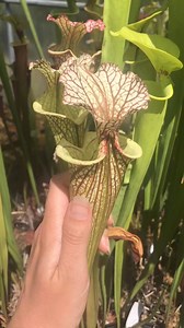 ❤️‍❤️‍❤️‍ #plant #dionaea #vege #nature #natureathome #fypシ #Schock #fyp #шок | Carnivorous Plants | Facebook