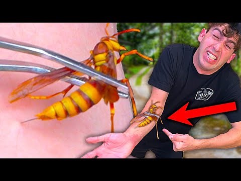 STUNG by an EXECUTIONER WASP 7 times!