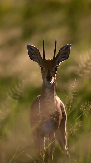 But those eyelashes though! A Steenbok doing what they do best - freezing! #wildlife #animals #southafrica #krugernationalpark | Lauren Pretorius Photography