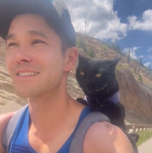 Simon is a backpacking cat who joins his owner on his travels! 😻 | Lovimals