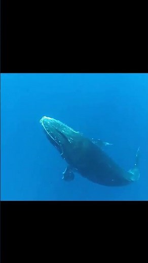 Incredible Up-Close Whale Tail Slap – Raw Ocean Power! 🐋💥🌊