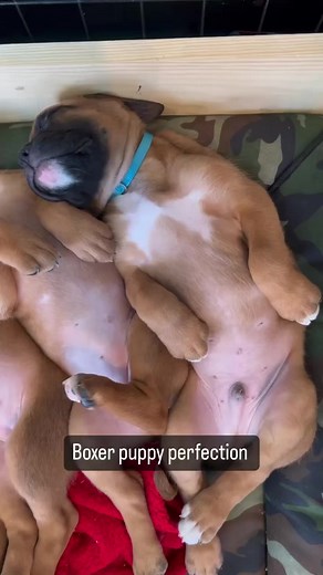 15K views · 1.2K reactions | 7 week old boxer puppies #boxersarethebest | Angels by the Dozen Boxers | Facebook