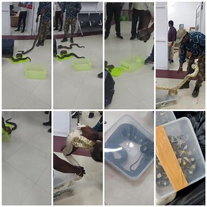 Indian Customs : Guardians of wildlife! Chennai Airport Customs intercepted a female pax arriving from Kuala Lumpur by Flight No.AK13. On examination of check-in baggage, 22 Snakes of various species & a Chameleon were found; seized under CA, 1962 r/w Wildlife Protection Act, 1972. World Customs Organization - Organisation Mondiale des Douanes CITES UN Environment ProgrammeMinistry of Finance, Government of India #IndianCustomsAtWork | Central Board of Indirect Taxes and Customs (CBIC)