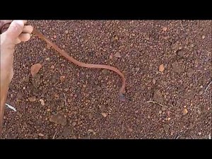Pygmy Python Heaven - Gascoyne, Western Australia