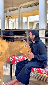 Shauq #farming #buffalo #bull #horses #deer | Sultan Of-Virkgarh
