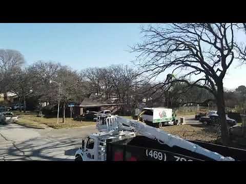 Tree service in Arlington Tx