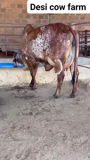 #cow #cows #farm #cowsofinstagram #cattle #animals #nature #farmlife #milk #calf #love #farming #animal #cowstagram #dairy #bull #photography #moo #cowgirl #highlandcow #dairyfarm #farmer #k #agriculture #cowlove #babycow #agro #art #vaca #happycows | desi Cow farm