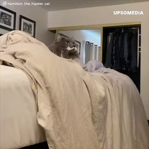 Hamilton meowed mockingly as the men struggled to shave his mustache. The kitty had been born with the perfect mustache patch, but his unique and funny patch would make him the victim of something horrible. | Meow Meow