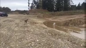 115K views · 1K reactions | Fawn Rescued from Mud By An Excavator Operator, Humanity Exists :) | Hukku Bandar | Facebook