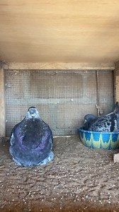 Johnny | Animalerie-Mali