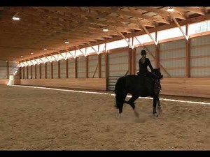Guinness - 2019 Section D Welsh Cob Mare