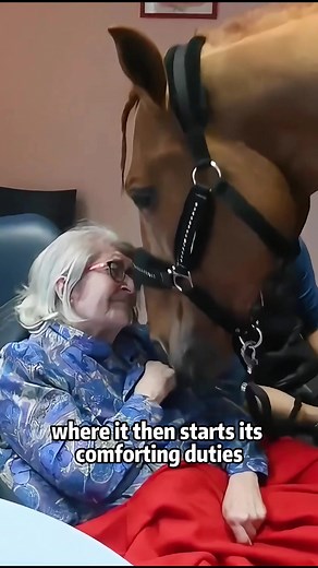 Meet Peyo: The Healing Horse Bringing Comfort to Patients