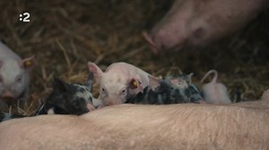 7K views · 27 reactions |  Chov zvierat, kriminálne praktiky, zisk.  Aj o tom rozpráva film, ktorý je výsledkom medzinárodného vyšetrovania priemyselného farmárstva. Je o takmer neobmedzenej moci nadnárodných firiem a o zisku z chovu fariem so stovkami či tisíckami zvierat.  Sledujte dokumentárny film Továreň na zvieratá dnes o 21.00 h na Dvojke. | STVR | Facebook