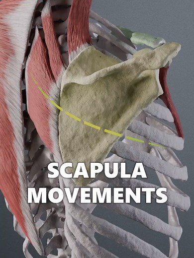 Understanding Scapula Movement and Biomechanics