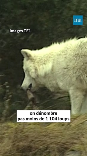 Le ministre de l’Agriculture, Marc Fesneau, a confirmé mercredi la simplification des protocoles de tirs sur les loups menaçant les troupeaux. Une mesure décriée par les associations de défense de l’environnement. 🐺 ⏪En novembre 1992, le loup fait son retour en France, dans le parc national du Mercantour. Des tensions éclatent entre éleveurs et défenseurs de la nature. | INA