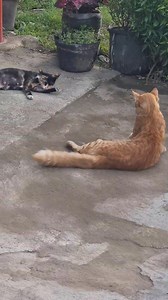 2 year old calico mama and 9 month old orange male cub #cat #catlover #cutecat #gatos #orangecat #calicocat | World Cat Organization