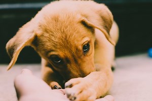 Jual Anjing Murah Di Jakarta • FaunaFella