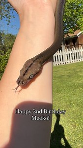 I can’t believe how tiny this guy still is at 2!! Meeko SD Anery GC Tiger Reticulated Python #girlswithsnakes #cutepets #snakelover exotic snaketherapy snakesofinstagram reptilelover reels reelsfyp lfl fyp | Merissa Cardoza
