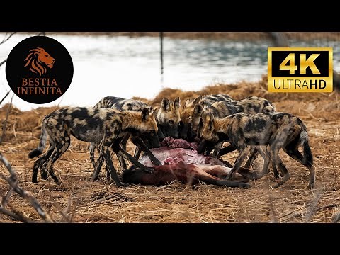 Wild Dogs - The Most Ruthless Predator of Africa's Grasslands | Animal Documentary