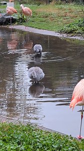 7.9K views · 263 reactions | Another check in on the chicks this...