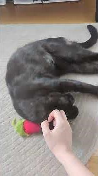 The Incredible Mr. Limpy