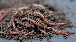 Close up Crawling Red Earthworms in Black Soil Isolated on Black Background. Slow motion. A group of wriggling earthworms in wet compost. Fishing worms. Red worms Dendrobaena. Loosening fertile soil. Stock Video