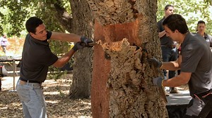 Cork Oak Harvest