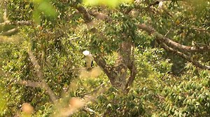 1.4M views · 30K reactions | Agila na nasa 1,000 peso bill, handang magbigay ng semilya para dumami ang kanilang lahi! | Born to be Wild Abangan 'yan sa pinakahuling bahagi ng 'Legacy of the Wild' na anniversary special ng #BornToBeWild. LINGGO | 9 AM | GMA Network | Born to Be Wild | Facebook