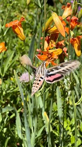 120K views · 454 reactions | Is it a hummingbird? No, it’s a...